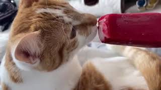Baby Cat funny video, Cute cat funny, cute puppies, #shorts funny video #youtubeshortsvideo screenshot 5