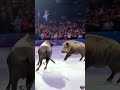 Epic Ice Skating Showdown: Water Buffalo & Wild Boar Perform Olympic Level Routine #shorts | Ai