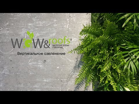 Озеленение стены в квартире, Украина, Киев.