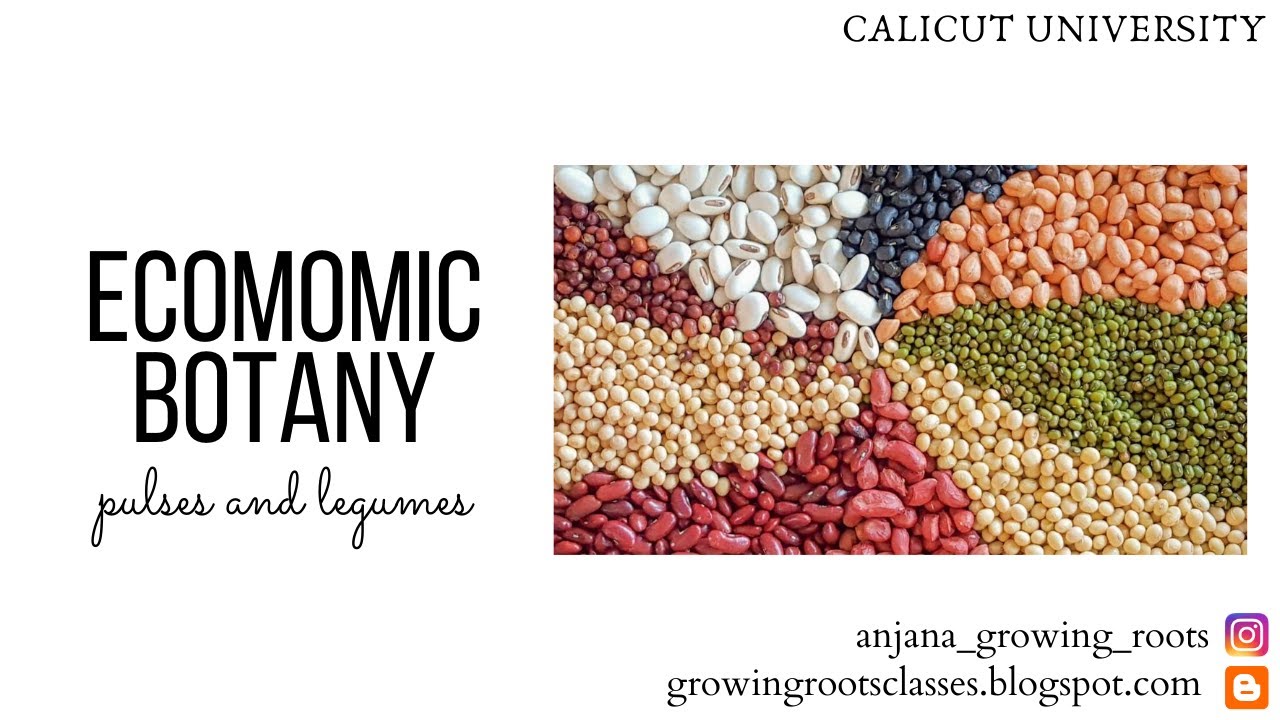 Pulses & Legumes Malayalam Explanation Economic Botany 5th Semester YouTube
