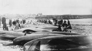 Remains of 144-year-old whaling shipwreck found near Alaska