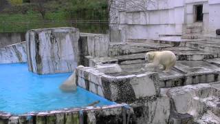 ホッキョクグマの思いやり~わざと負けるララ〜Polar Bear loses in it purposely