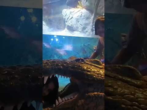 Exploring under water Zoo | aquarium | Dubai #travel