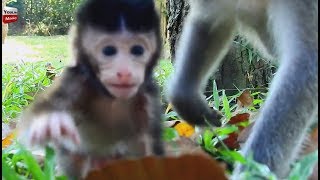 Hello cute girl monkey/ cute domestic animals lovely baby Youlike Monkey 1103