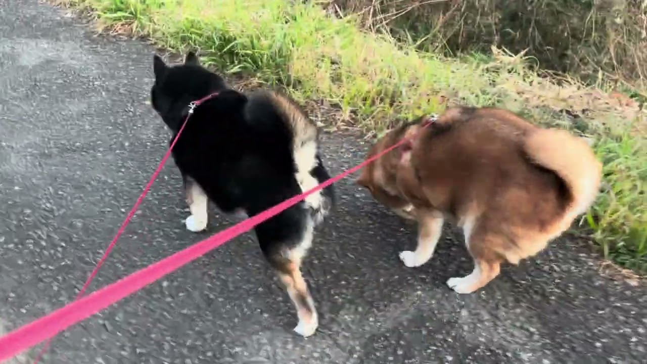 ドローン戦争⁉⁉　ただ土手を散歩するだけ💛