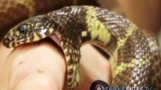 SNAKE BITE AND WON'T LET GO!! | BRIAN BARCZYK