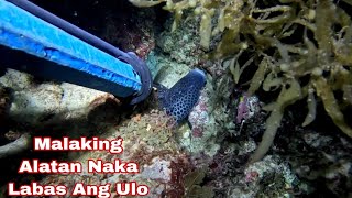 Ep 733 dive 2 Malaking Alatan night spearfishing Philippines 