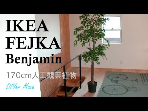 Review] IKEA FEJKA フェイカ 170cm 人工観葉植物 ベンジャミン - YouTube