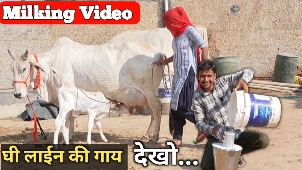 ​महिला ने की ऐसी जबरदस्त मिल्किंग भर गई 2 बाल्टियाँ! 🔥 ऐसी शानदार गाय पहली बार देखी | Desi Cow Sale