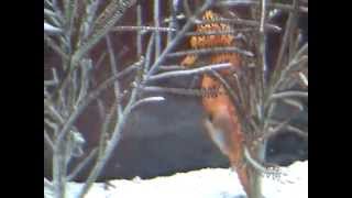 Louis The Seahorse Giving Birth.