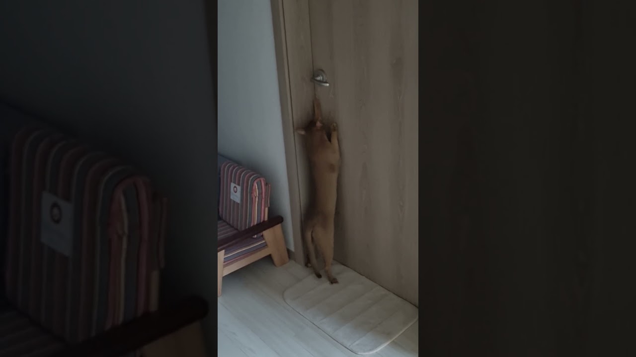 방문 여는 아비시니안 Abishinian opening doors