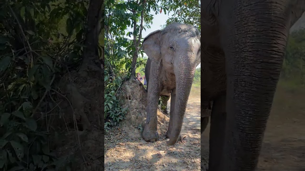 Rescued Elephants [ Former Tourist Riding Elephants] Elephants Conservation - Saved Elephants