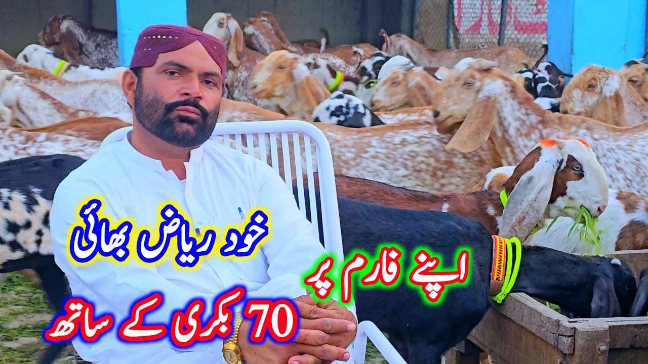 اپنے فارم پر 70 بکریوں کے ساتھ آج بہت بڑی آفر لے کر آیا ہوں جلدی رابطہ فائدہ اٹھائیں 