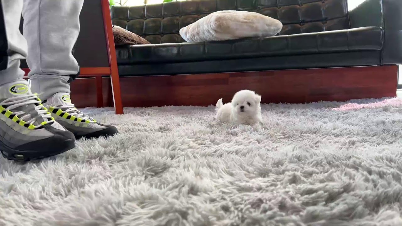 Live with Korean Teacup Puppies 10PM CST YouTube