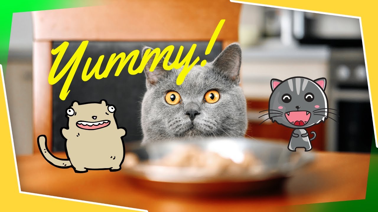 CAT EATING HABITS What cats like to eat YouTube