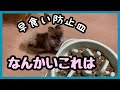 ご飯を瞬時に食べてしまう犬に早食い防止皿であげてみたら・・・