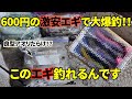 【ナイトティップランエギング】600円(税込)の激安エギで大爆釣!!このエギメチャメチャ釣れるんです!!