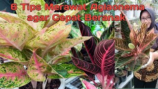 6 Tips Merawat Aglaonema agar Cepat Beranak Tumbuh Tunas Baru