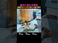 里子に出た子供を、夜明けにこっそり会いに来た母犬 #犬 #感動 #涙腺崩壊