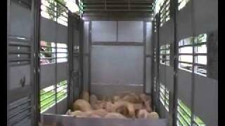Trasporto Suini-La Tecnologia Nel Benessere Degli Animali