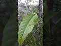 hari yang seperti biasa ngarek
