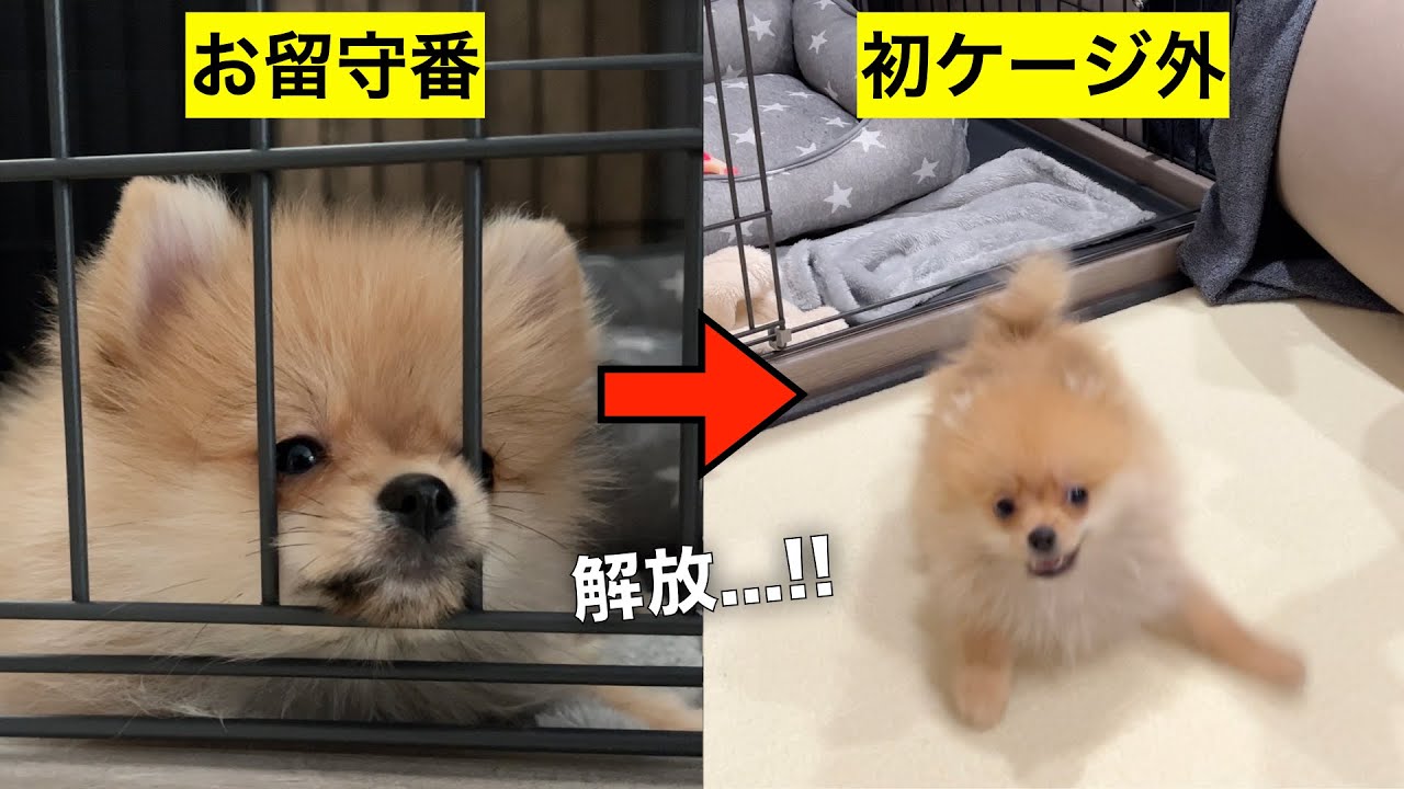 【vlog】子犬のお留守番→初めてケージの外へ出した結果www【ポメラニアン】