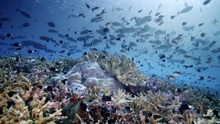 Revive Our Ocean: A New Model for Coastal Prosperity