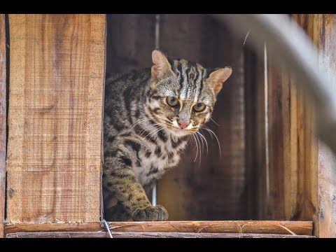 世界老虎日宣導保育－聯邦銀行先認養石虎 Leopard Cat Conservation