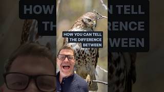 Celebrity How to tell the difference between a Red Tailed Hawk and a Red Shouldered Hawk Wealth