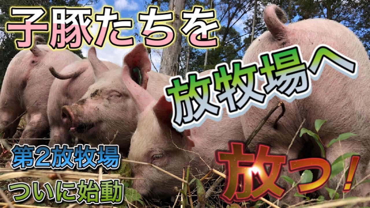 第27話 新しく来た子豚たちを放牧地へ放つ！