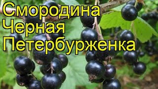 Смородина Черная Петербурженка. Краткий Обзор, Описание Ribes Nigrum Chernaya Peterburzhenka