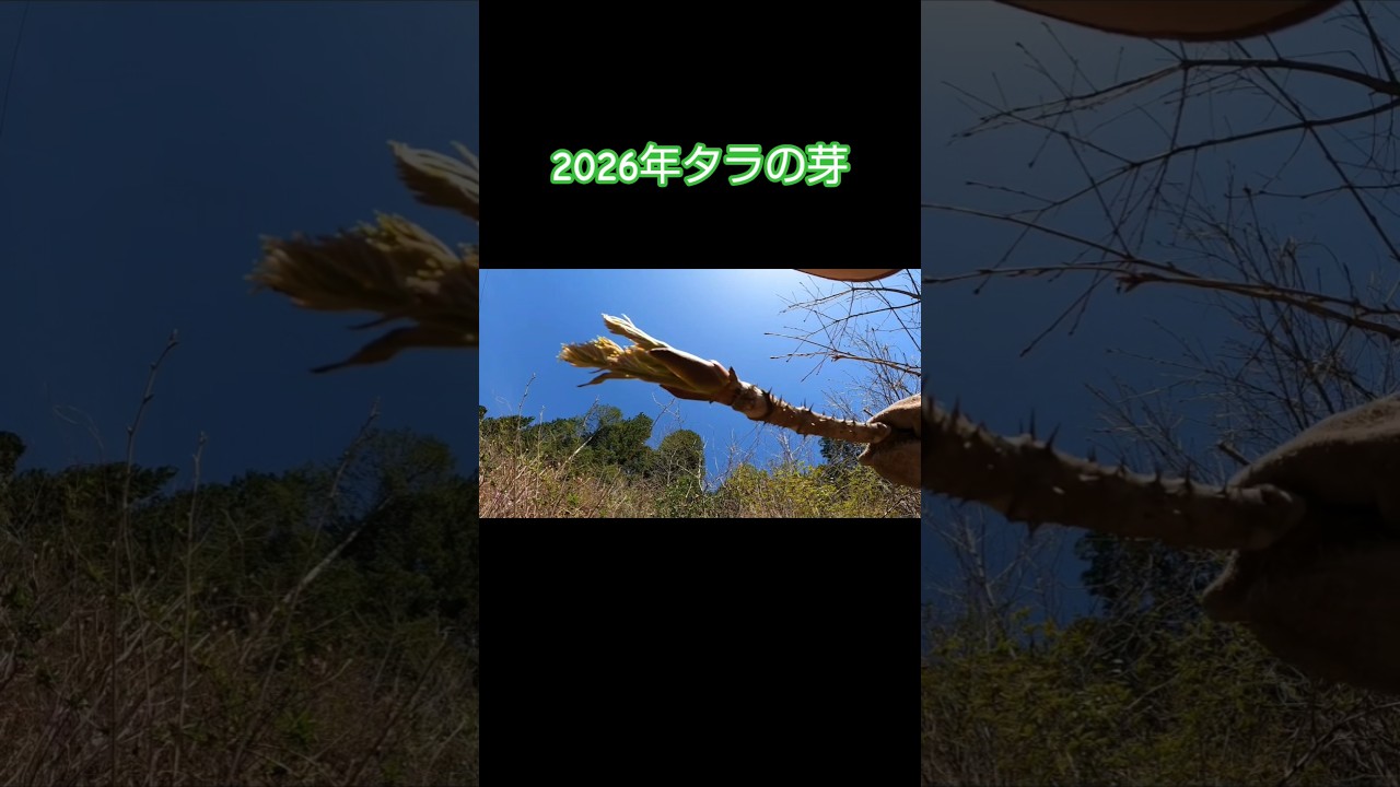 The buds of Aralia elata have also appeared in 2026