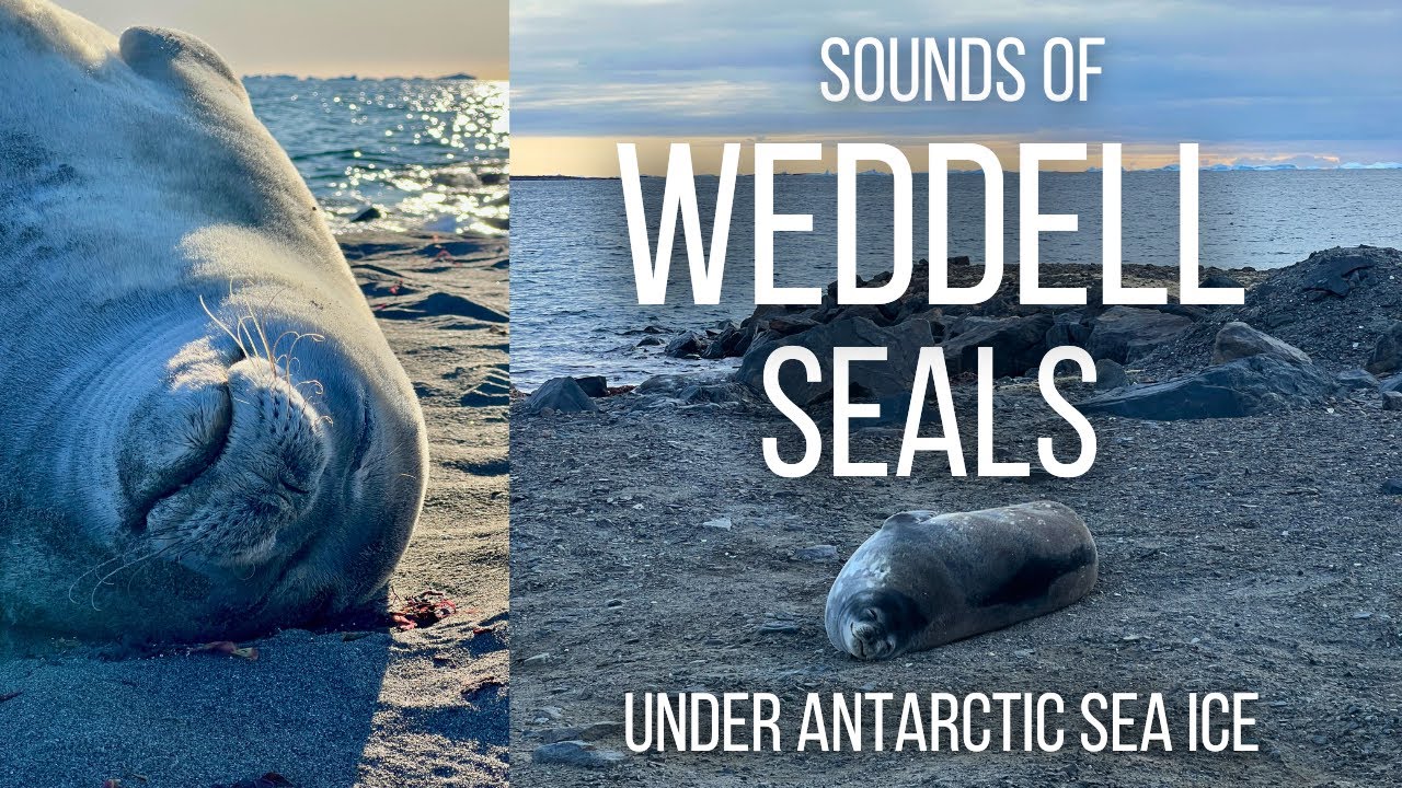 Weddell Seal Calls: Under Antarctic Ice