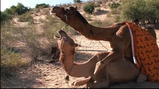 تزاوج الجمل سبحان الله Camel mating Camel breeding