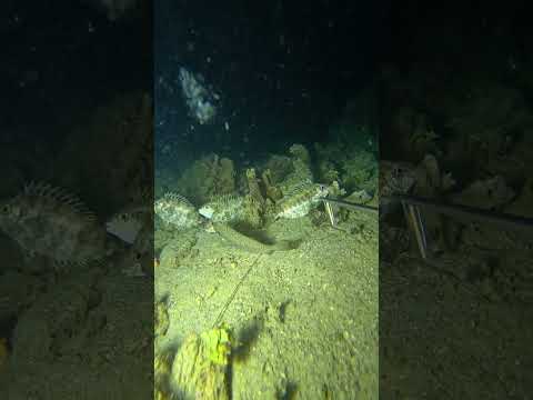 night dive spearfishing #swasinexplorer #spearfishing #nightspearfishing
