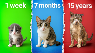 Every Level of Cat Age Explained