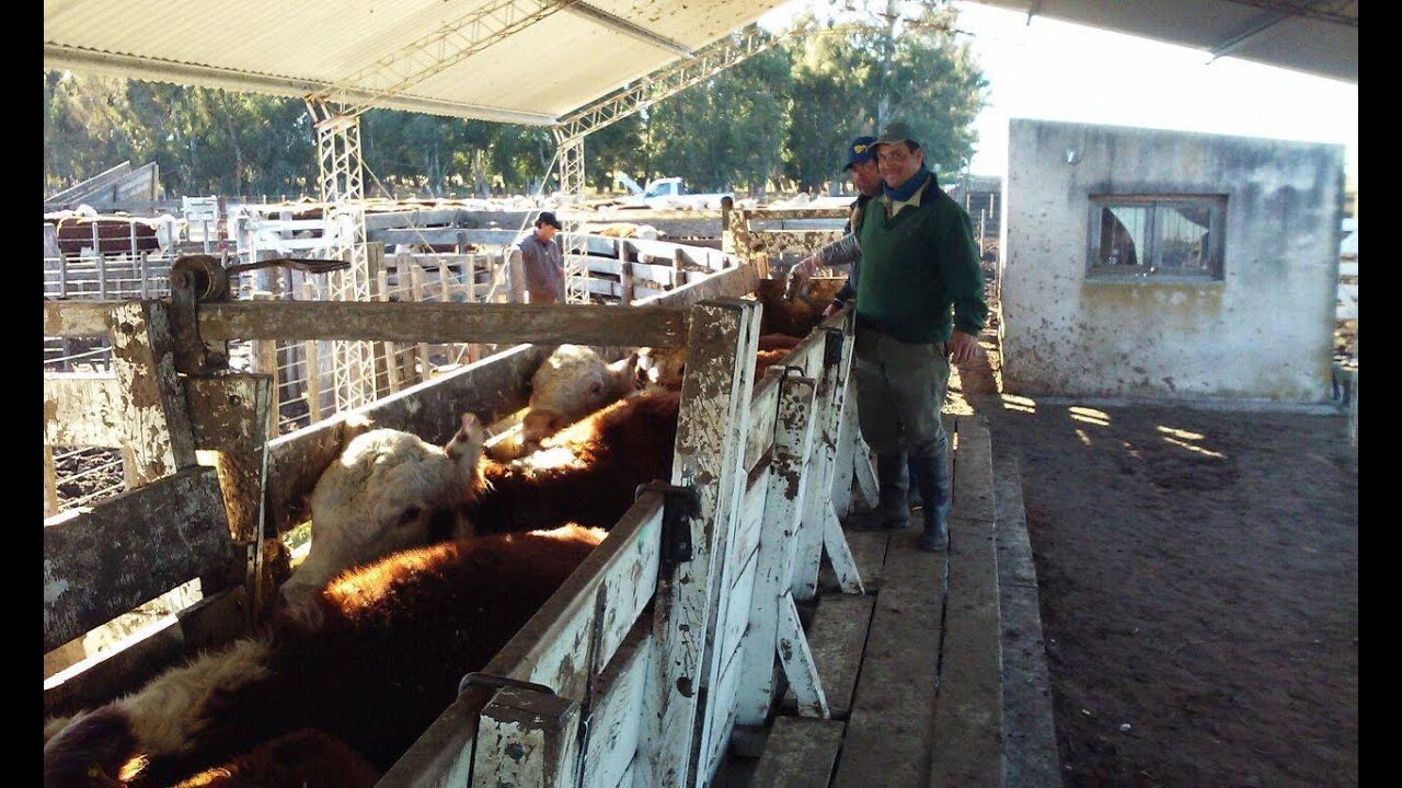 TACTO RECTAL PRE SERVICIO EN VAQUILLONAS . Gasto o Inversión