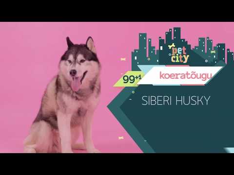 Video: Siberi Husky Koeratõug Hüpoallergeenne, Tervise Ja Eluiga