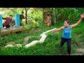 TIMELAPSE: 72 hours giant python and komodo dragon invade farm- komodo dragon approaches ducks.