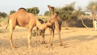 Camel love time | Camels video | animals video | camel farming | camel farm |  camel mandi | camels