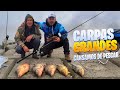 NOS CANSAMOS DE PESCAR Y PERDER CARPONES GIGANTES | 4K