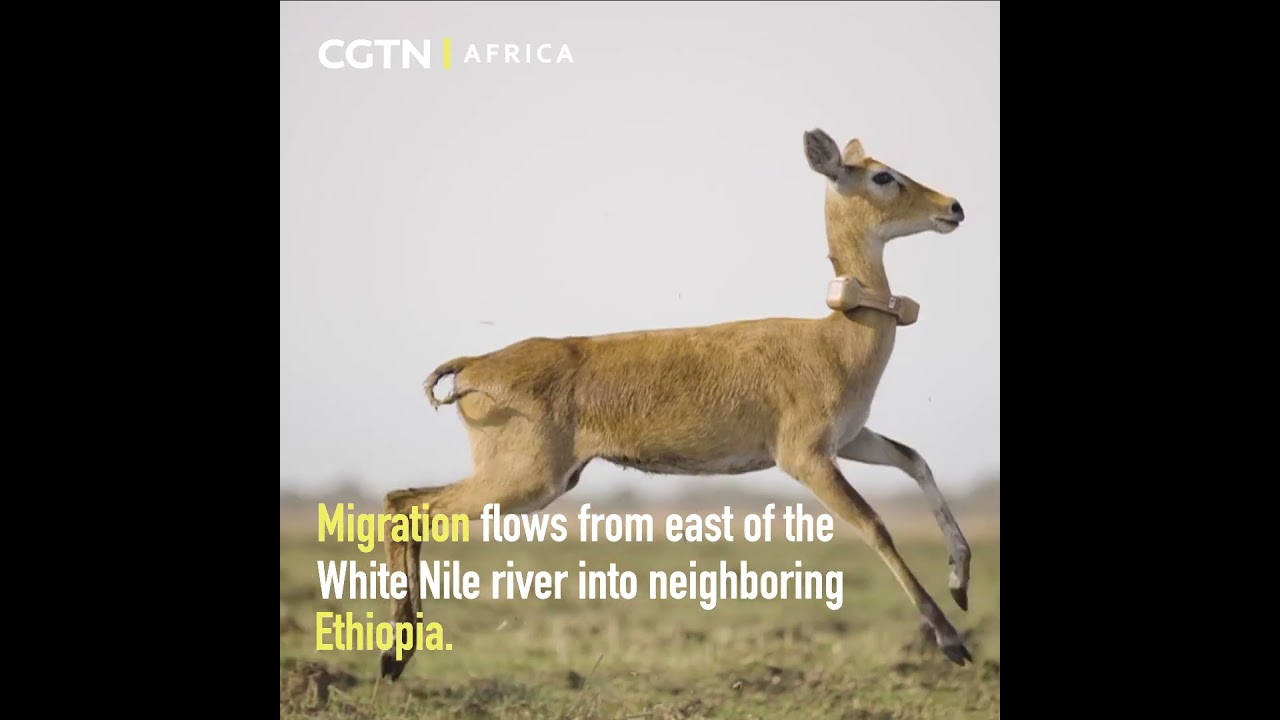 World's largest land mammal migration in South Sudan