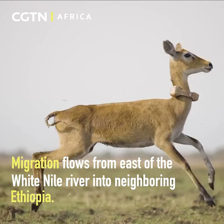 World’s largest land mammal migration in South Sudan