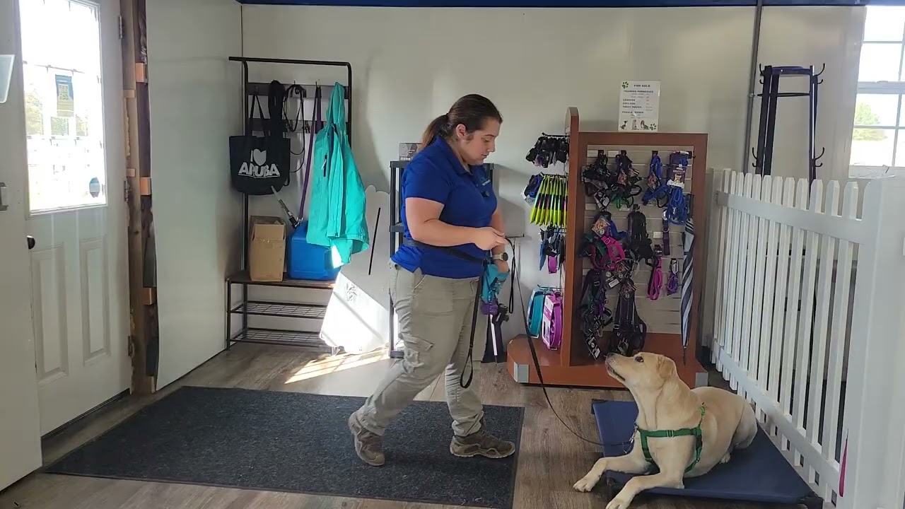 Archie the Yellow Lab Works on “Place” with Door Distractions | Week 2 at Best Paw Forward