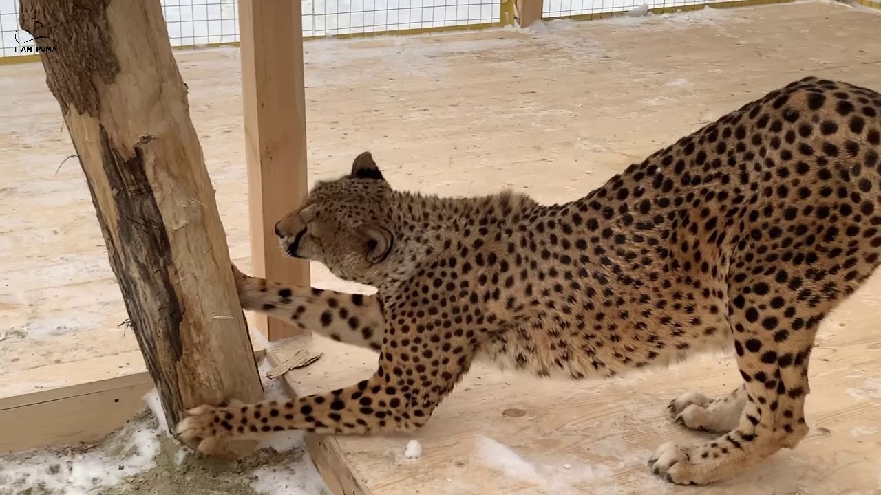 Гепард Ичель привыкает к Маше