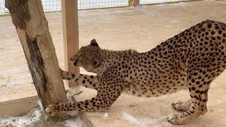 Cheetah Ichel gets used to Masha