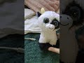 Cower is not a boy or a girl shes a coconut #typlush