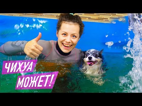 Видео: ПОШЛИ в СОБАЧИЙ СПОРТЗАЛ! БАССЕЙН для СОБАК и БЕГОВАЯ ДОРОЖКА! МОЯ СОБАКА против БОЛЬШОЙ СОБАКИ