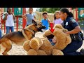 K9 Dog Uncovers Hidden Secrets Inside A Stuffed Bear What Happens Next Will Shock You K9 Dog Uncovers Hidden Secrets Inside A Stuffed Bear What Happens Next Will Shock You