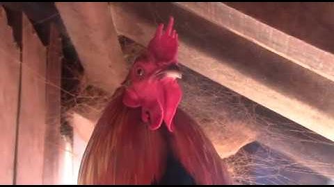 qaib qus daj pom 2 qua zoo li no mas thiaj li yog qaib qua zoo 20/12/2019